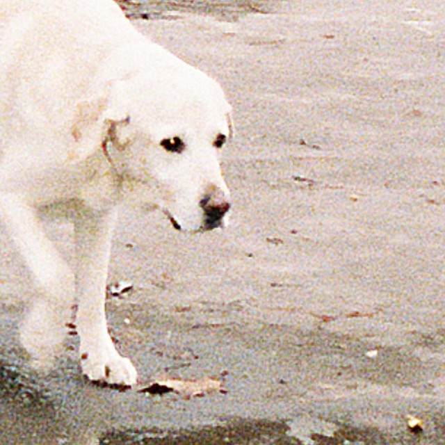 Dogs (T. Harding's dusty club edit)