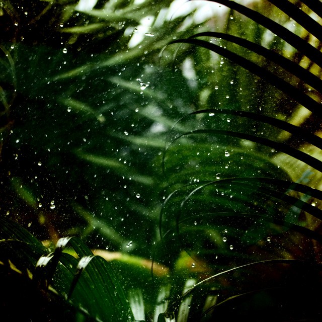 Forest Rain Loop