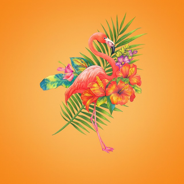 Flamingo